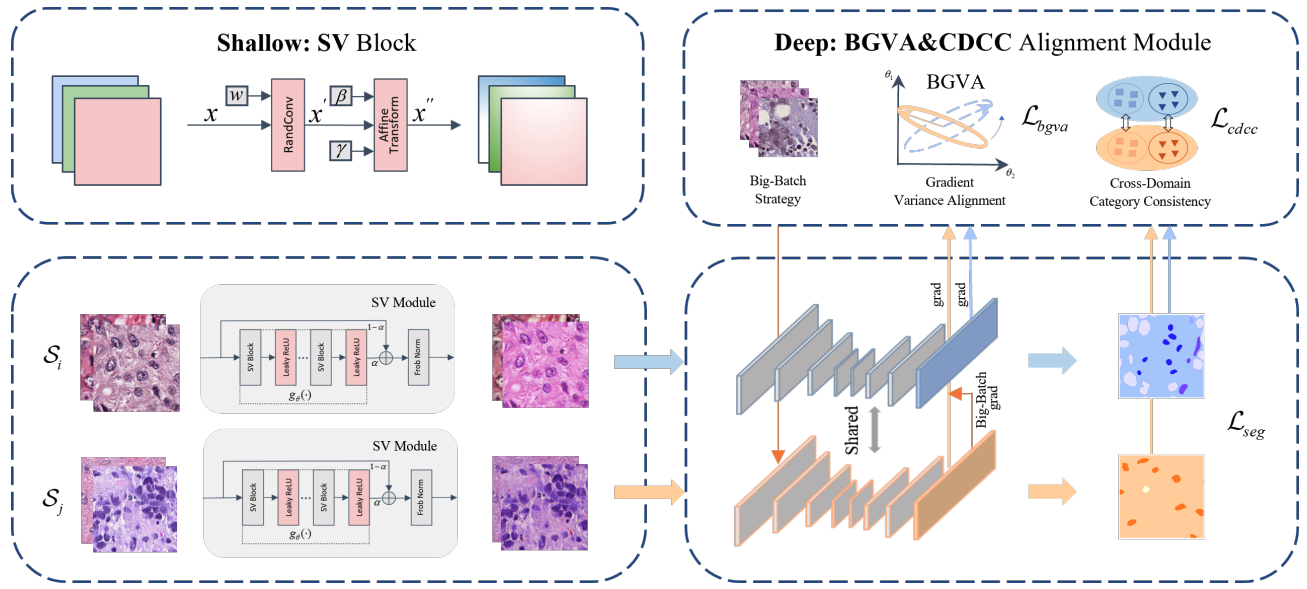 Shallow-Deep Synergy: Boosting Cross-Domain Generalization in Histopathological Image Segmentation