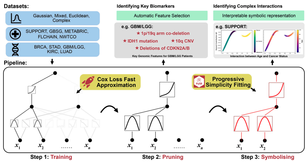 CoxKAN: Kolmogorov-Arnold networks for interpretable, High-Performance survival analysis