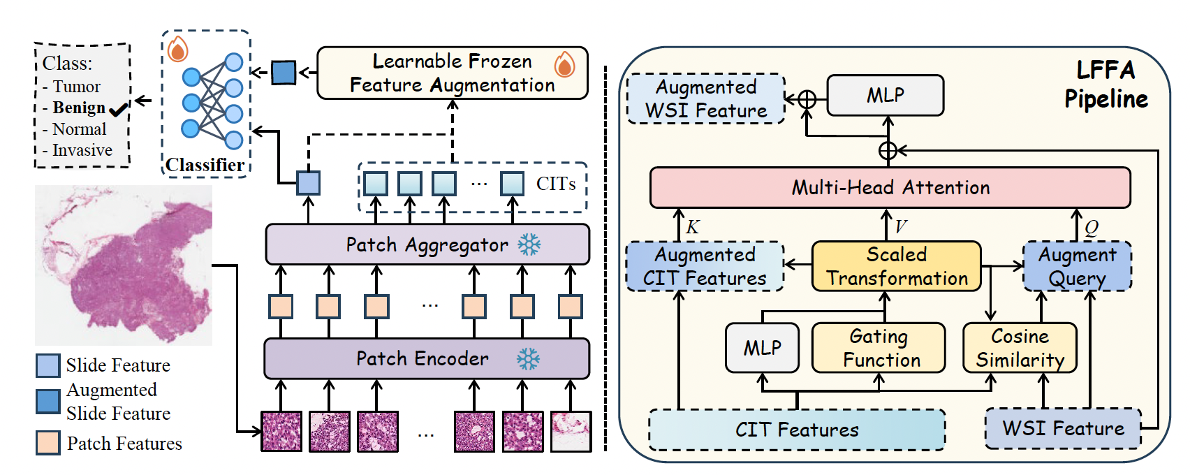 Learnable frozen feature augmentation for few-shot biomarker prediction from pathology whole-slide images