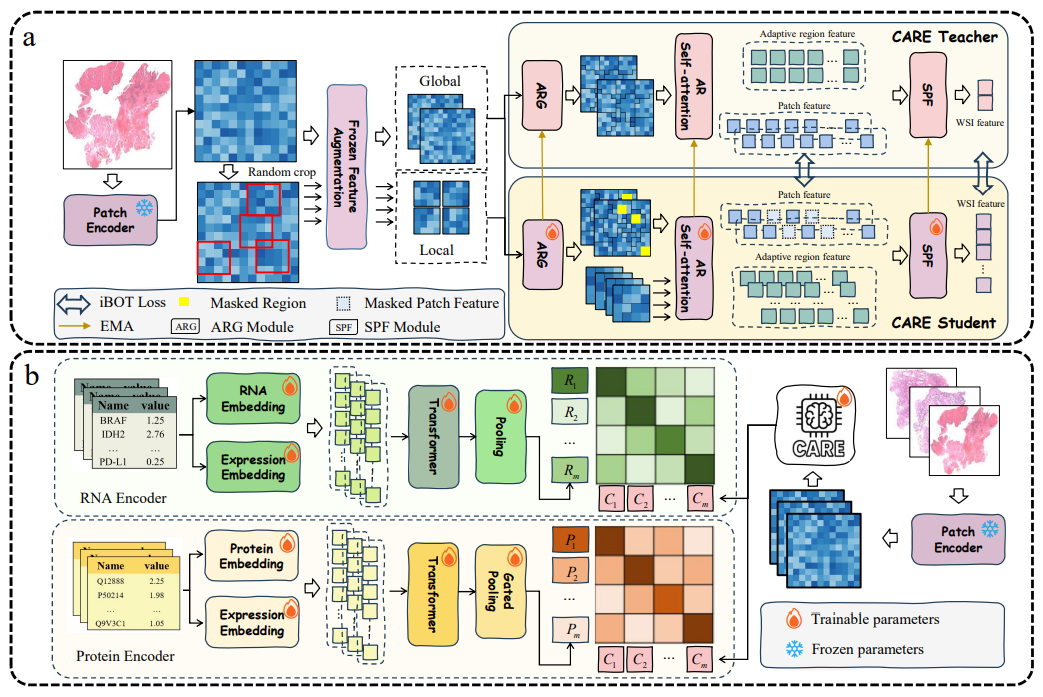 CARE: A Molecular-Guided Foundation Model with Adaptive Region Modeling for Whole Slide Image Analysis
