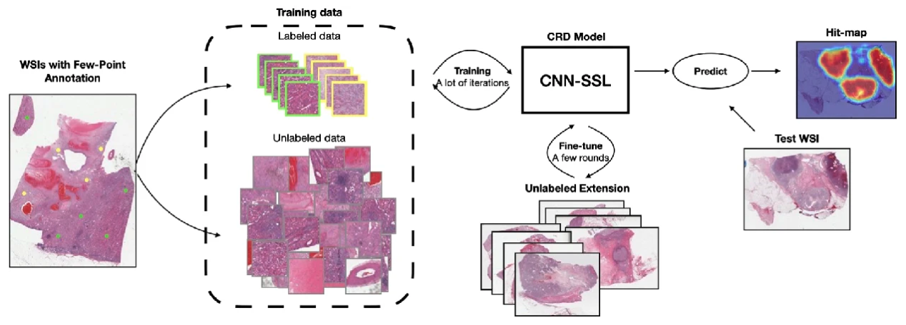 Renal cell carcinoma detection and subtyping with minimal point-based annotation in whole-slide images