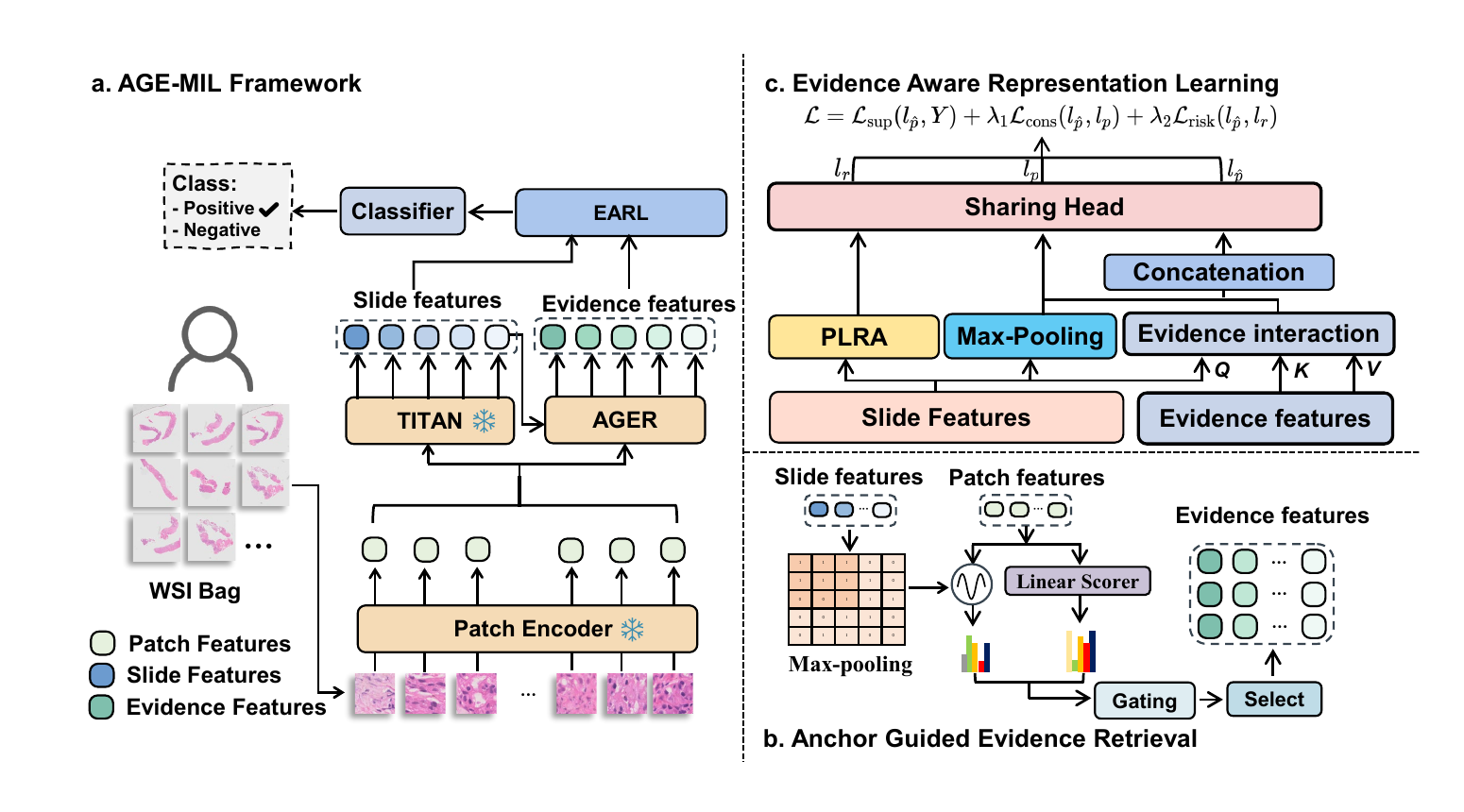 AGE-MIL: Anchor-Guided Evidence Learning for Patient-Level Prediction