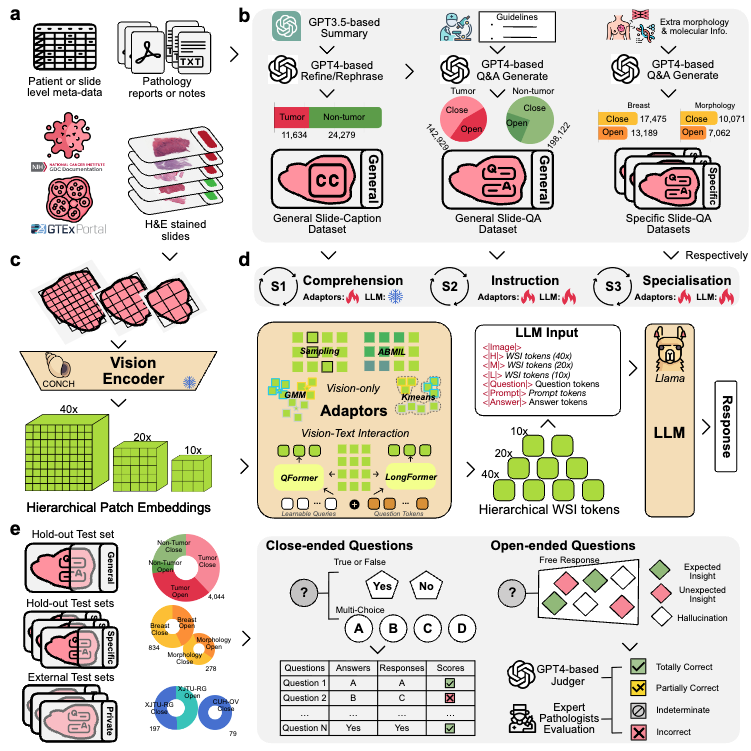 ALPaCA: Adapting Llama for Pathology Context Analysis to enable slide-level question answering
