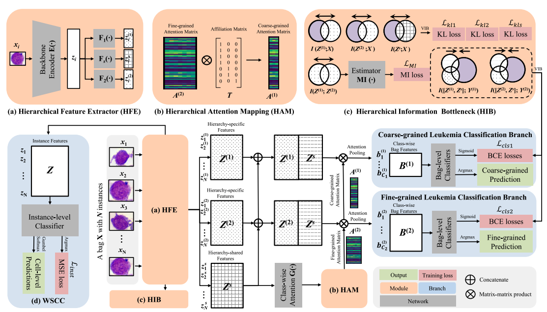 Childhood leukemia classification via information bottleneck enhanced hierarchical multi-instance learning